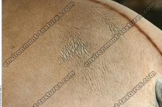 horse fur